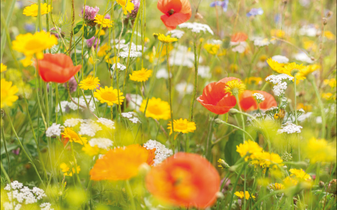 BIENEN UND SCHMETTERLINGE ZURÜCK IN DEN GARTEN LOCKEN